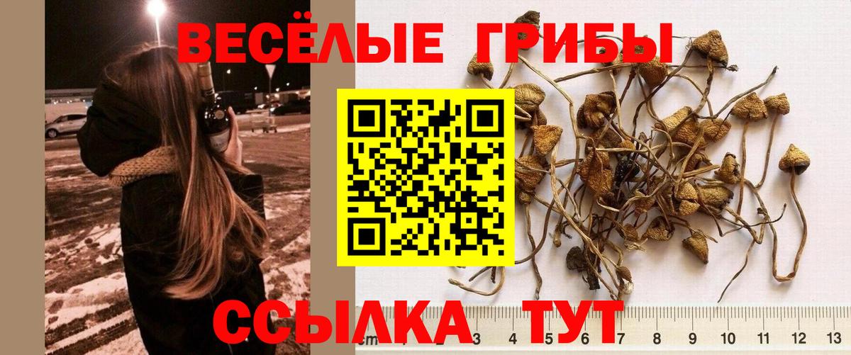 Галлюциногенные грибы Psilocybine cubensis Электрогорск